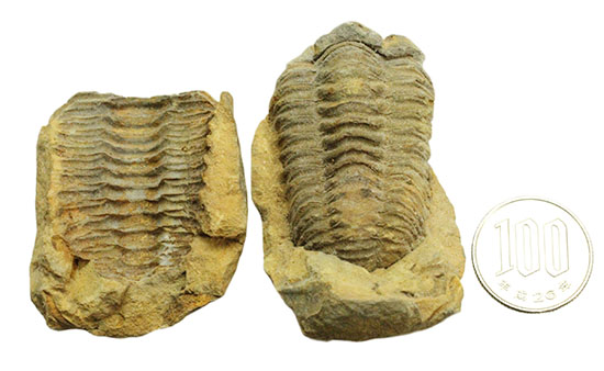 申し分ない保存状態のカリメネ三葉虫ノジュール標本(その14)