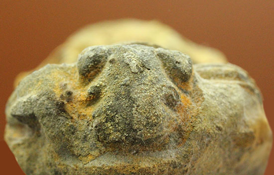 申し分ない保存状態のカリメネ三葉虫ノジュール標本(その2)