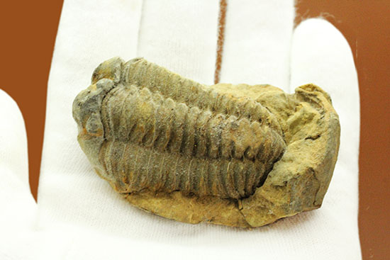 申し分ない保存状態のカリメネ三葉虫ノジュール標本(その4)