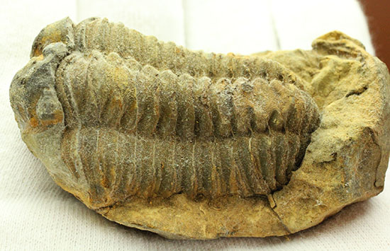 申し分ない保存状態のカリメネ三葉虫ノジュール標本(その5)