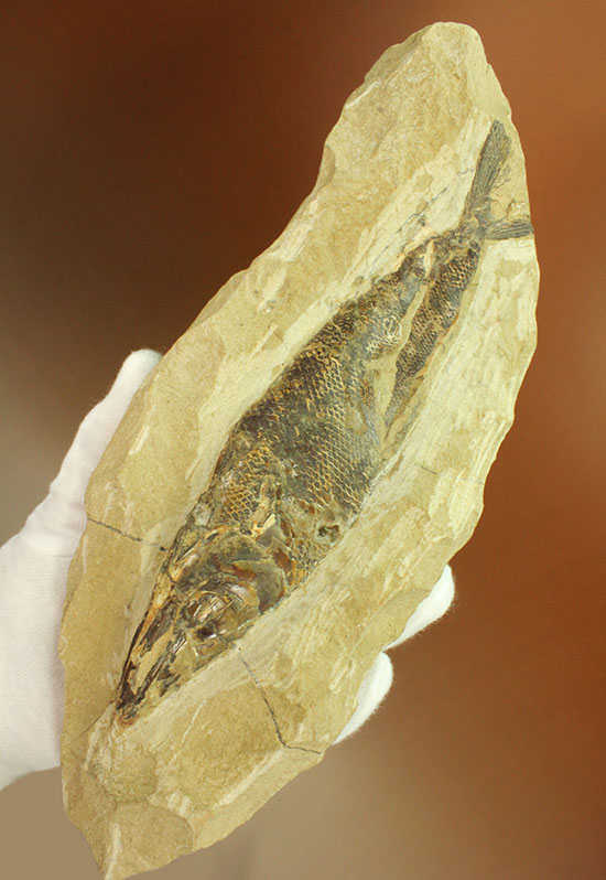 鋭角な頭部、鋭い歯が残る、ブラジル・セアラ産肉食魚カマスの魚化石（その1）