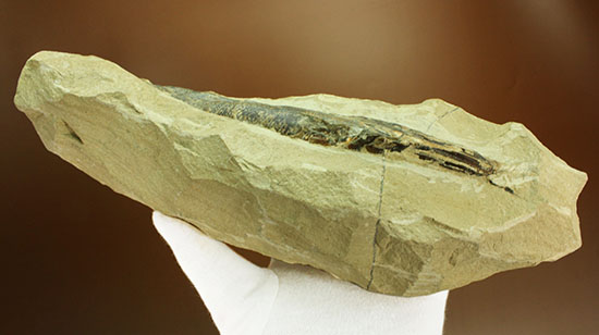 鋭角な頭部、鋭い歯が残る、ブラジル・セアラ産肉食魚カマスの魚化石（その12）