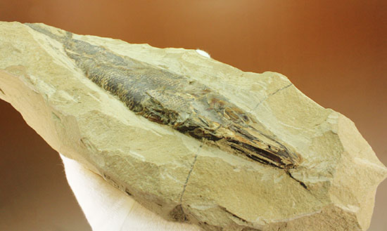 鋭角な頭部、鋭い歯が残る、ブラジル・セアラ産肉食魚カマスの魚化石（その13）