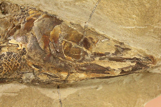 鋭角な頭部、鋭い歯が残る、ブラジル・セアラ産肉食魚カマスの魚化石（その14）