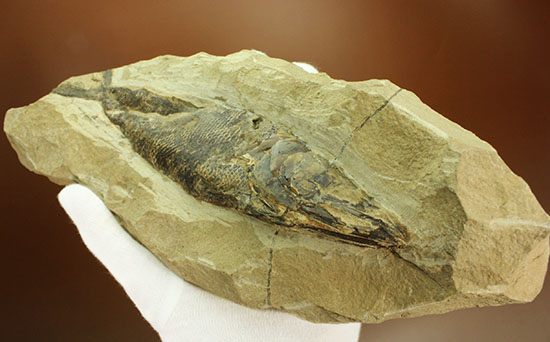 鋭角な頭部、鋭い歯が残る、ブラジル・セアラ産肉食魚カマスの魚化石（その17）