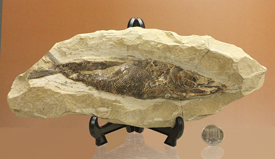 鋭角な頭部、鋭い歯が残る、ブラジル・セアラ産肉食魚カマスの魚化石/中生代白亜紀（1億3500万 -- 6500万年前）【ot922】