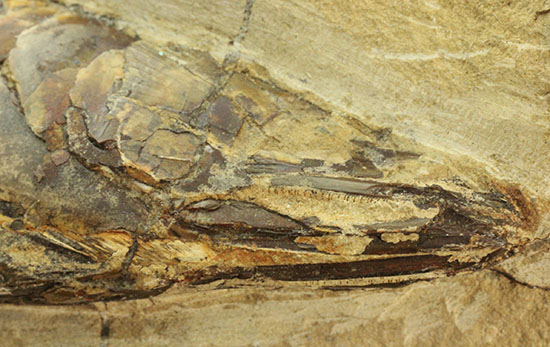 鋭角な頭部、鋭い歯が残る、ブラジル・セアラ産肉食魚カマスの魚化石（その3）