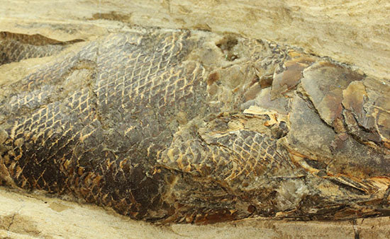 鋭角な頭部、鋭い歯が残る、ブラジル・セアラ産肉食魚カマスの魚化石/中生代白亜紀（1億3500万 -- 6500万年前）【ot922】