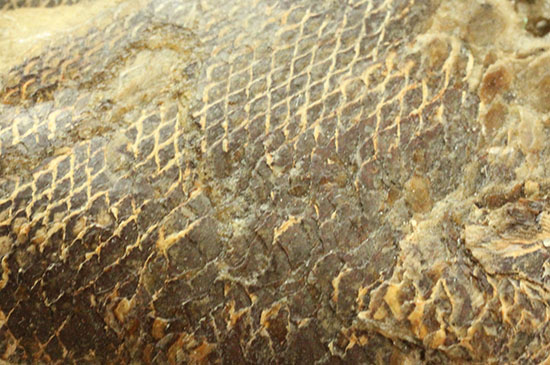 鋭角な頭部、鋭い歯が残る、ブラジル・セアラ産肉食魚カマスの魚化石（その5）