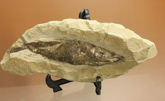 鋭角な頭部、鋭い歯が残る、ブラジル・セアラ産肉食魚カマスの魚化石（その9）