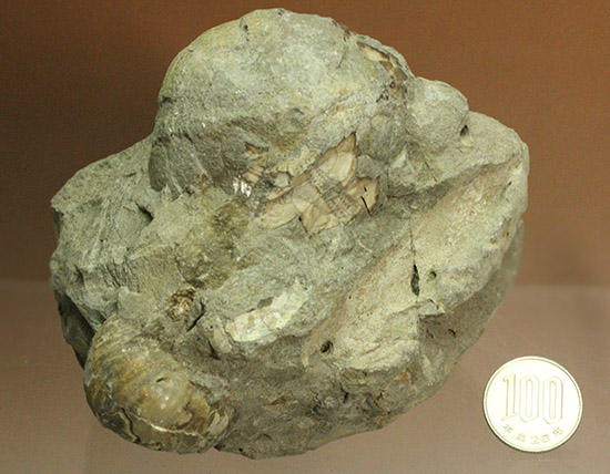 マニアックだが価値高い！アンモナイト（ダメシテス）と同棲している白亜紀のウニの化石。二本木認定コレクション。/中生代白亜紀（1億3500万 -- 6500万年前）【ot925】