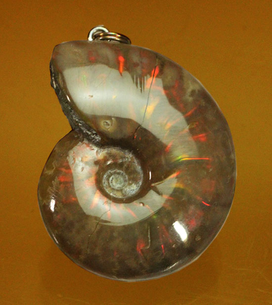 両面同程度に光ります！イリデッセンスアンモナイトのペンダントトップ(Ammonite)（その10）