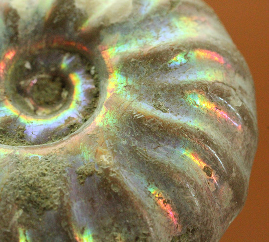 ピンク、緑、黄色、青・・・虹色に輝くイリデッセンスアンモナイト(Ammonite)（その1）