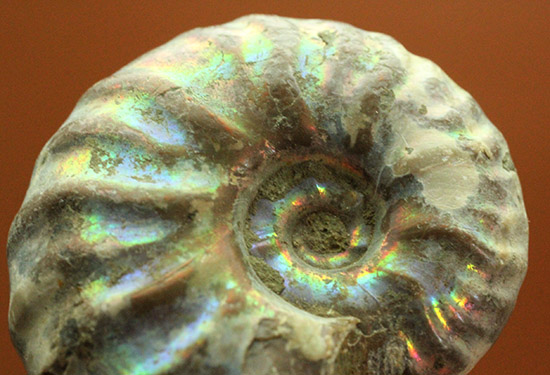 ピンク、緑、黄色、青・・・虹色に輝くイリデッセンスアンモナイト(Ammonite)(その10)