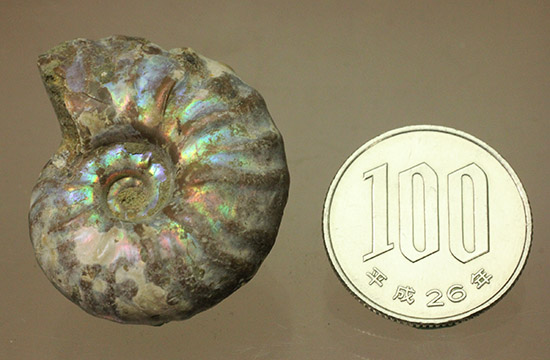 ピンク、緑、黄色、青・・・虹色に輝くイリデッセンスアンモナイト(Ammonite)（その11）