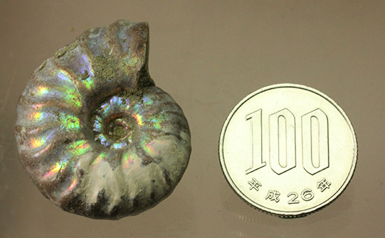 ピンク、緑、黄色、青・・・虹色に輝くイリデッセンスアンモナイト(Ammonite)/中生代白亜紀（1億3500万 -- 6500万年前）【an1094】