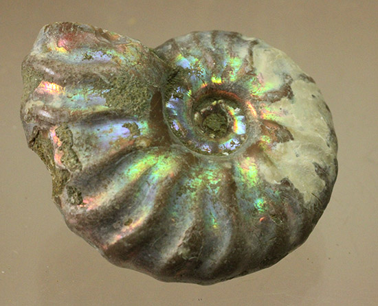 ピンク、緑、黄色、青・・・虹色に輝くイリデッセンスアンモナイト(Ammonite)（その2）