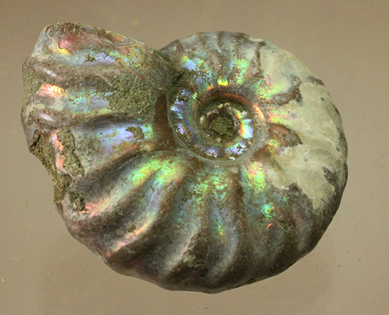 ピンク、緑、黄色、青・・・虹色に輝くイリデッセンスアンモナイト(Ammonite)(その2)