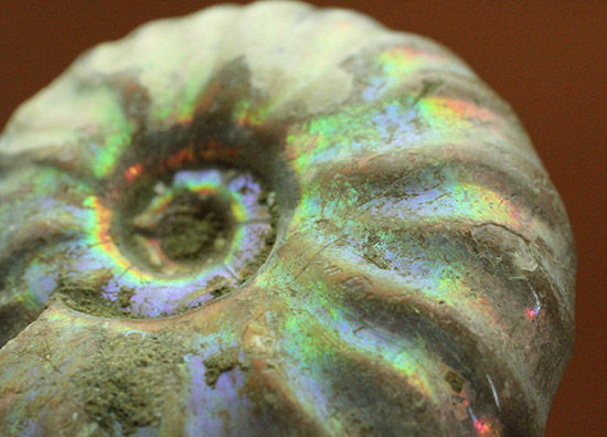 ピンク、緑、黄色、青・・・虹色に輝くイリデッセンスアンモナイト(Ammonite)（その3）