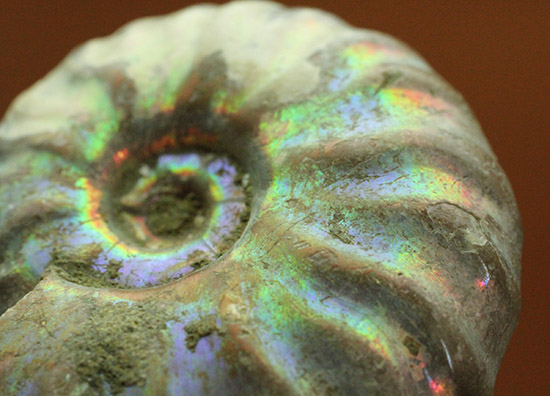 ピンク、緑、黄色、青・・・虹色に輝くイリデッセンスアンモナイト(Ammonite)(その3)