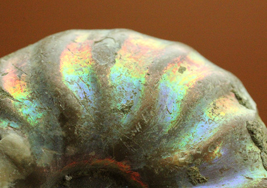ピンク、緑、黄色、青・・・虹色に輝くイリデッセンスアンモナイト(Ammonite)(その4)