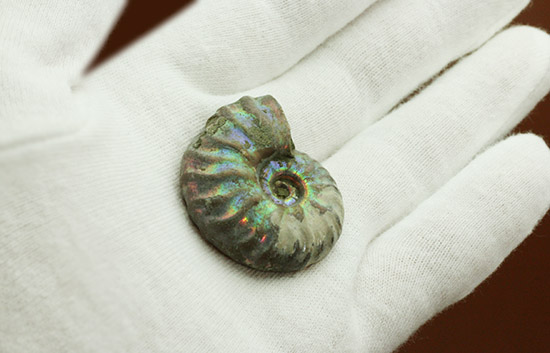ピンク、緑、黄色、青・・・虹色に輝くイリデッセンスアンモナイト(Ammonite)(その5)