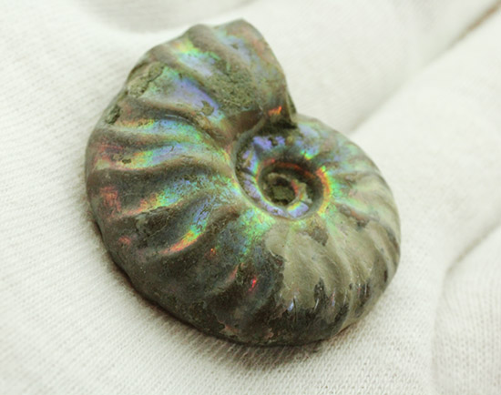 ピンク、緑、黄色、青・・・虹色に輝くイリデッセンスアンモナイト(Ammonite)（その6）