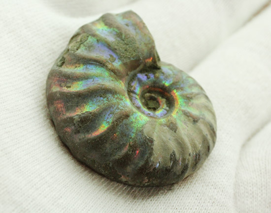 ピンク、緑、黄色、青・・・虹色に輝くイリデッセンスアンモナイト(Ammonite)(その6)
