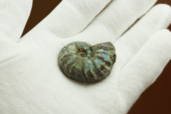 ピンク、緑、黄色、青・・・虹色に輝くイリデッセンスアンモナイト(Ammonite)(その7)
