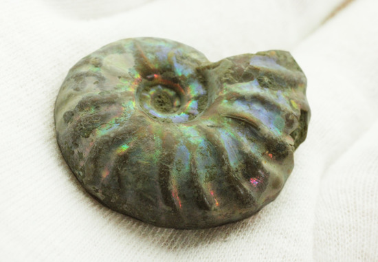 ピンク、緑、黄色、青・・・虹色に輝くイリデッセンスアンモナイト(Ammonite)（その8）