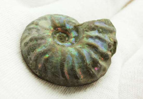 ピンク、緑、黄色、青・・・虹色に輝くイリデッセンスアンモナイト(Ammonite)(その8)