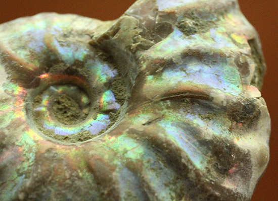 ピンク、緑、黄色、青・・・虹色に輝くイリデッセンスアンモナイト(Ammonite)(その9)