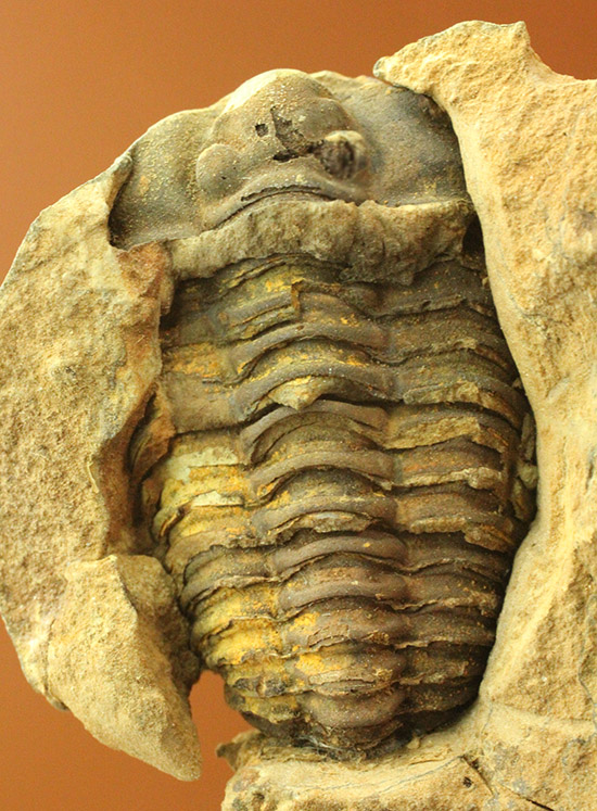 ノジュールの教育的標本としてもおすすめ！頭部がしっかり保存された、カリメネ三葉虫ノジュール標本/古生代オルドビス紀（5億500万 -- 4億4600万年前）【tr505】