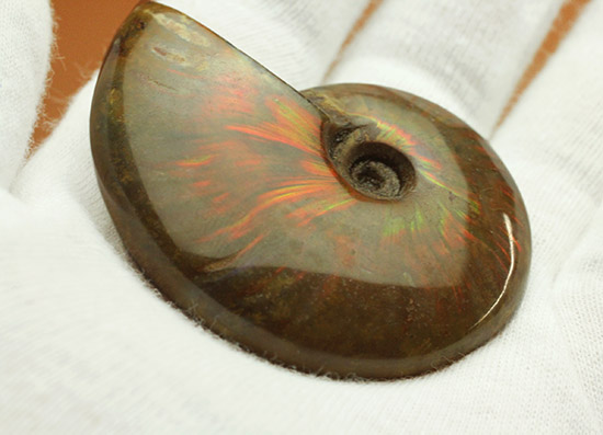 赤を中心に光る、マダガスカル産イリデッセンスアンモナイト(Ammonite)/中生代白亜紀（1億3500万 -- 6500万年前）【an1096】