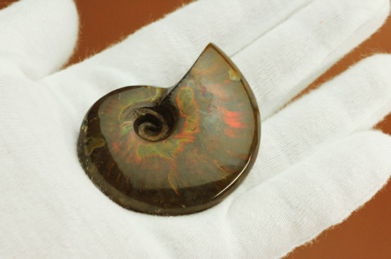 赤を中心に光る、マダガスカル産イリデッセンスアンモナイト(Ammonite)（その8）