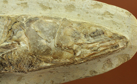 立体的！ブラジル産の白亜紀魚化石、ラコレピス（その10）
