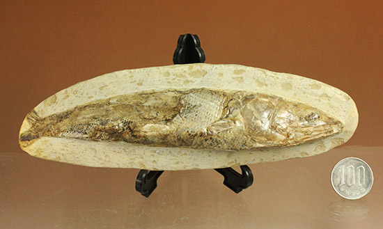 立体的！ブラジル産の白亜紀魚化石、ラコレピス（その13）