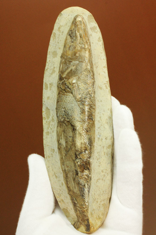 立体的！ブラジル産の白亜紀魚化石、ラコレピス/中生代白亜紀（1億3500万 -- 6500万年前）【ot930】