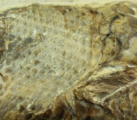 立体的！ブラジル産の白亜紀魚化石、ラコレピス（その7）