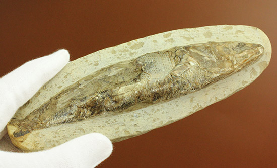 立体的！ブラジル産の白亜紀魚化石、ラコレピス（その8）