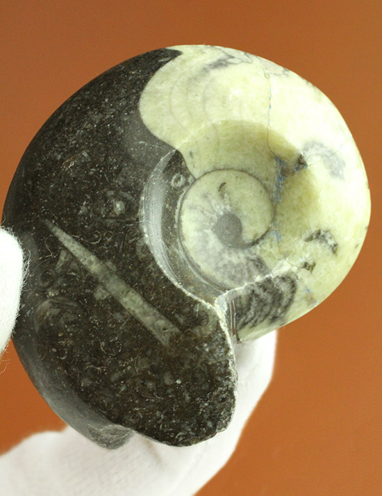 オルソセラスと共に化石化した、ブラック＆ホワイトの配色がスタイリッシュな、ゴニアタイト立体標本（その1）