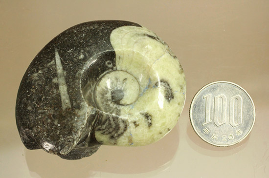オルソセラスと共に化石化した、ブラック＆ホワイトの配色がスタイリッシュな、ゴニアタイト立体標本（その10）