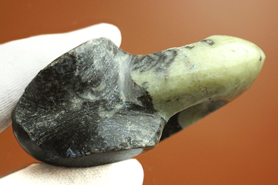 オルソセラスと共に化石化した、ブラック＆ホワイトの配色がスタイリッシュな、ゴニアタイト立体標本（その7）