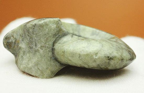 ライトカラーのグレータイプ標本！手の平サイズのゴニアタイトアンモナイト(Goniatite)（その3）