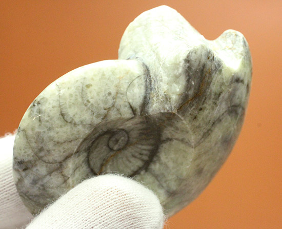 ライトカラーのグレータイプ標本！手の平サイズのゴニアタイトアンモナイト(Goniatite)（その5）