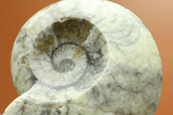 ライトカラーのグレータイプ標本！手の平サイズのゴニアタイトアンモナイト(Goniatite)（その8）