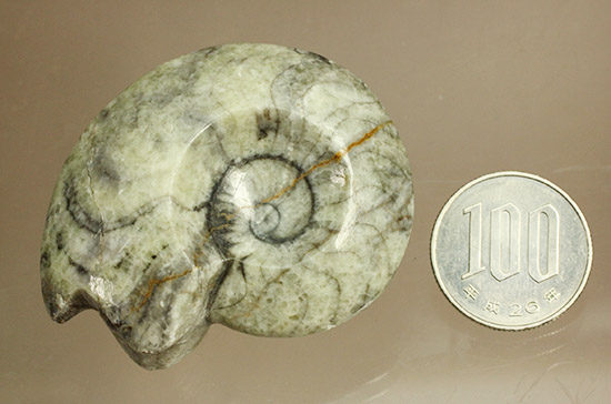 ライトカラーのグレータイプ標本！手の平サイズのゴニアタイトアンモナイト(Goniatite)（その9）