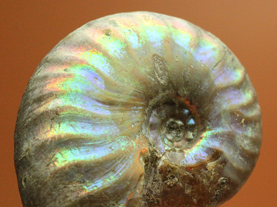 １億年以上の時を経て光り輝きます。マダガスカル産アンモナイト(Ammonite)/中生代白亜紀（1億3500万 -- 6500万年前）【an1082】