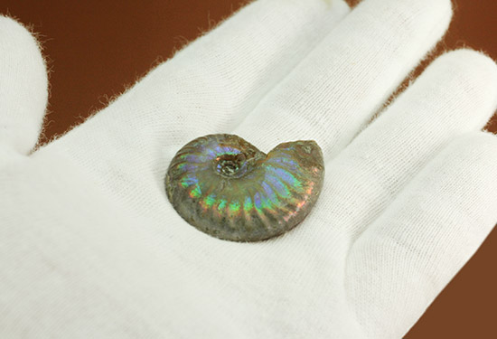 １億年以上の時を経て光り輝きます。マダガスカル産アンモナイト(Ammonite)/中生代白亜紀（1億3500万 -- 6500万年前）【an1082】