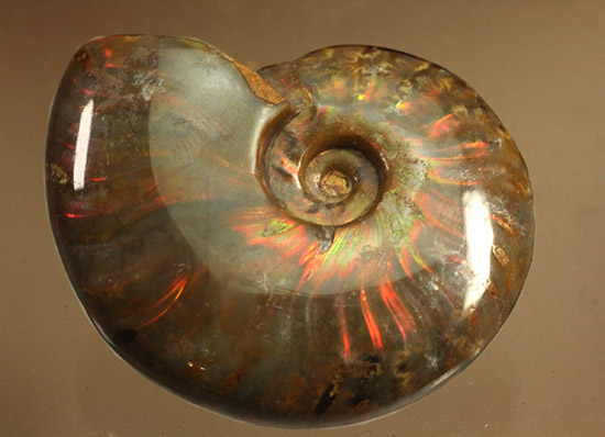 光線がまばゆい、マダガスカル産白亜紀の光るアンモナイト(Ammonite)/中生代白亜紀（1億3500万 -- 6500万年前）【an1083】